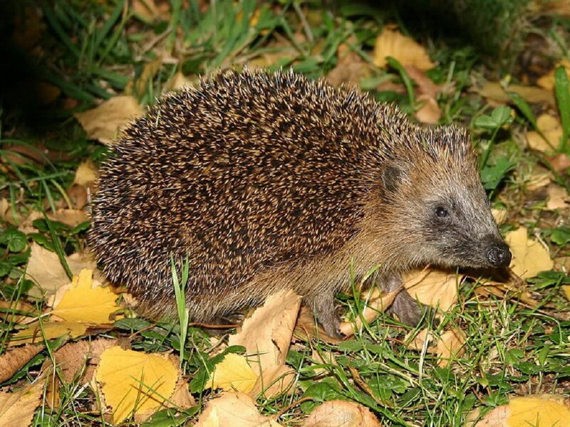 Hedgehog on Autumn Leaves