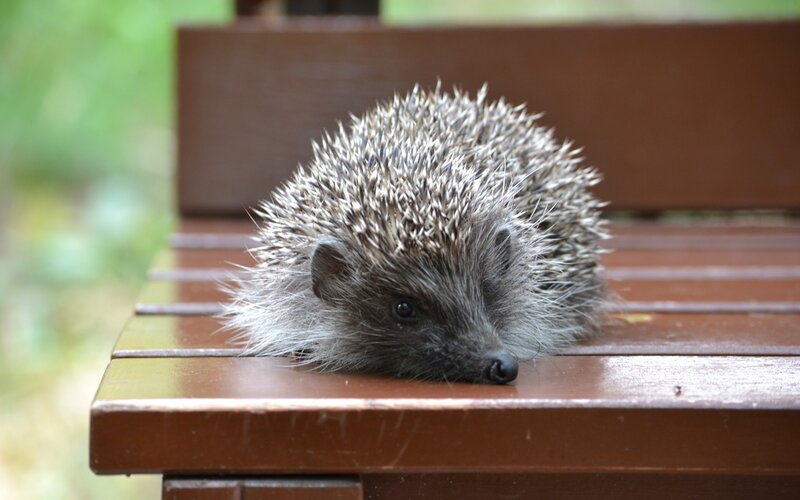 Hedgehog on Bench — Brown, Calm