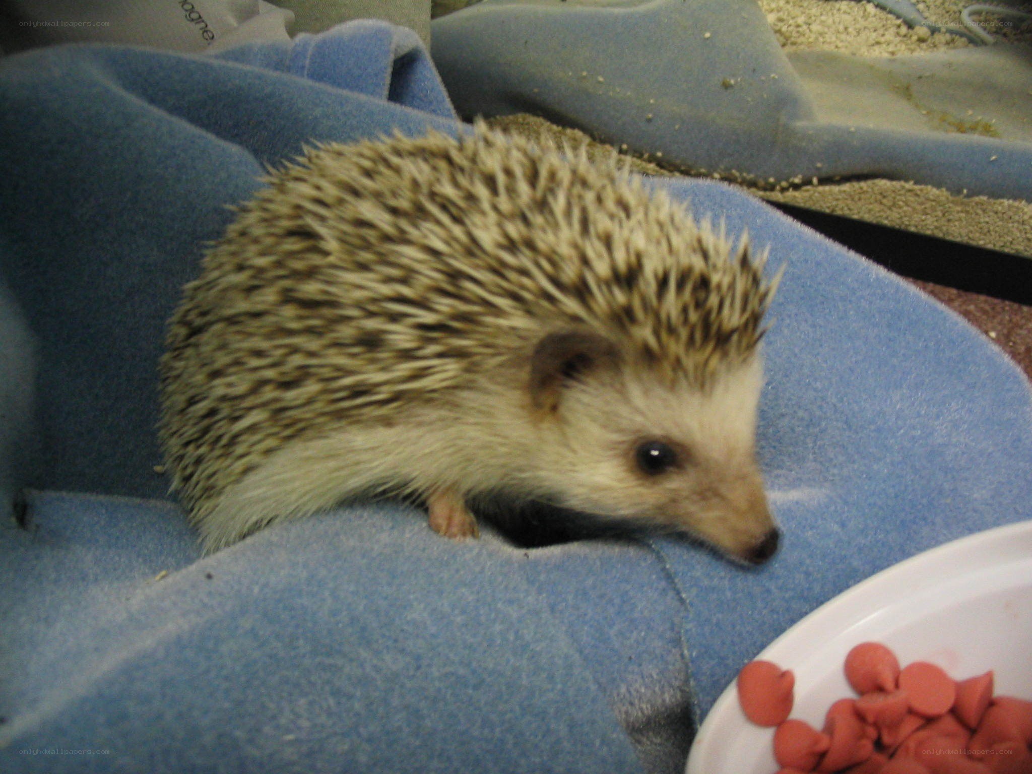 hedgehog on blue blanket