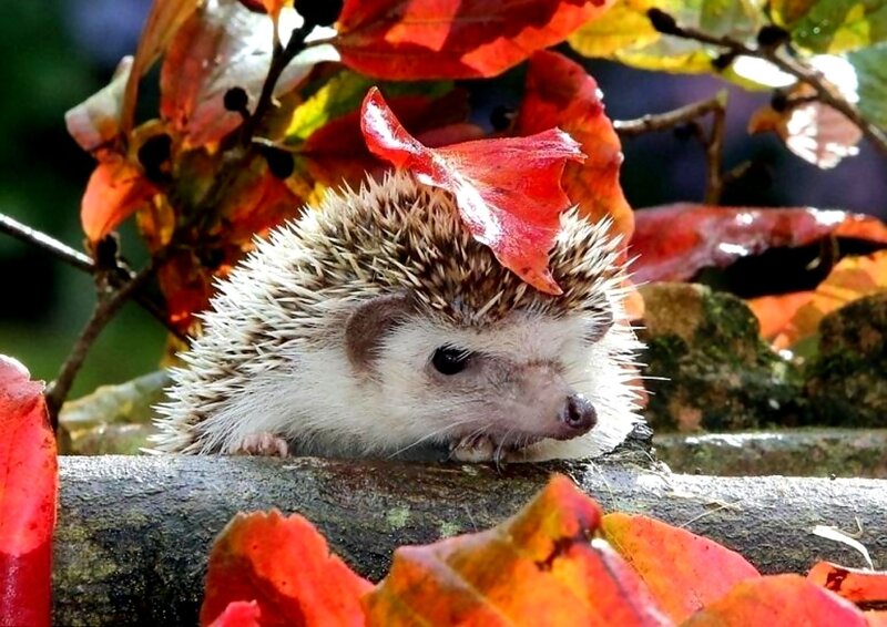 Hedgehog on Branch