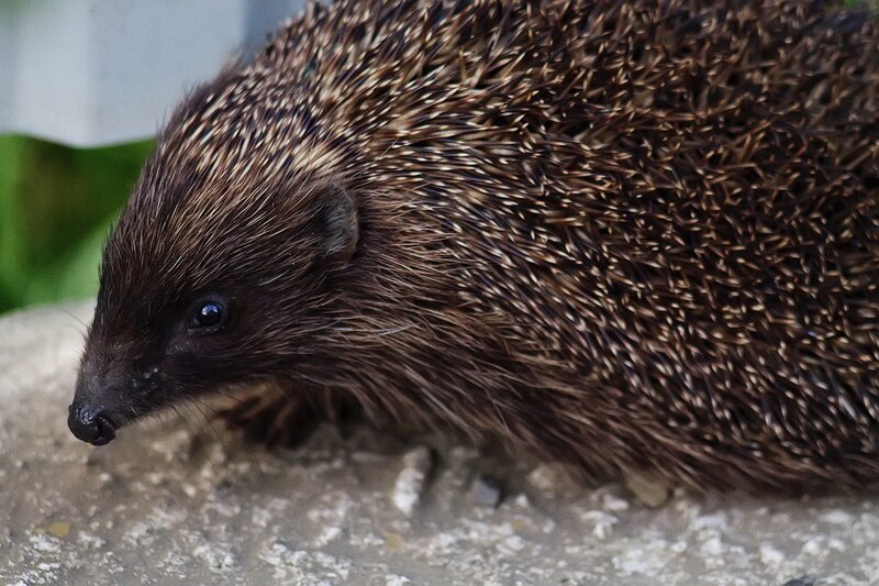 Hedgehog on Concrete — Brown
