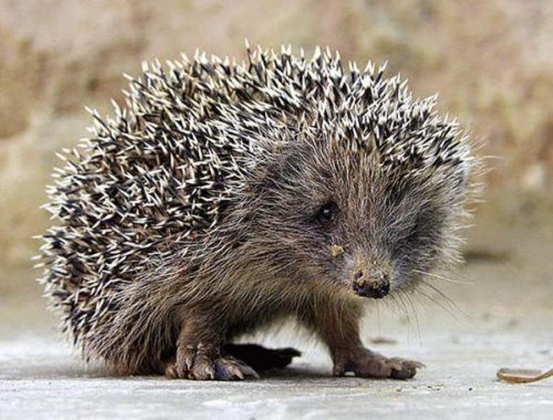 Hedgehog on Concrete