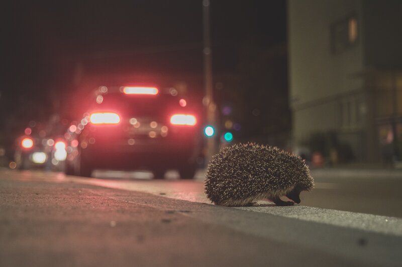 Hedgehog on Curb