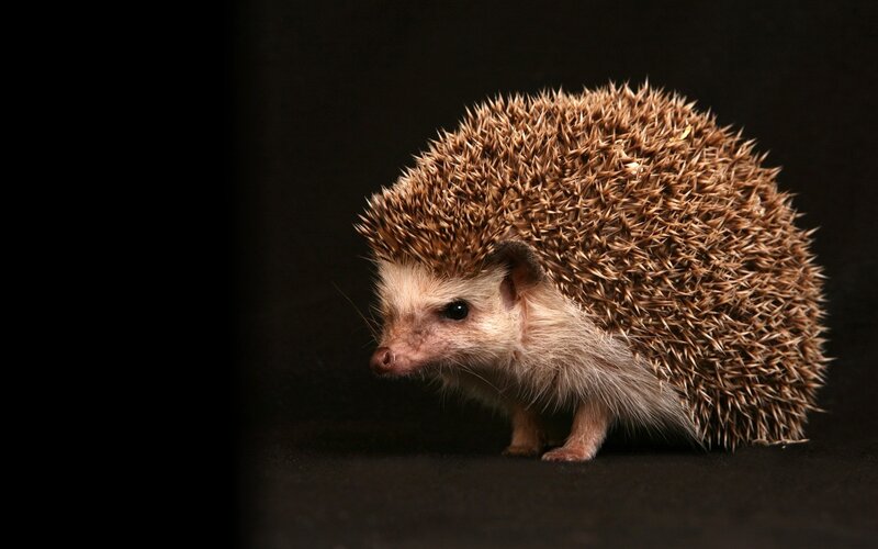 hedgehog on dark background