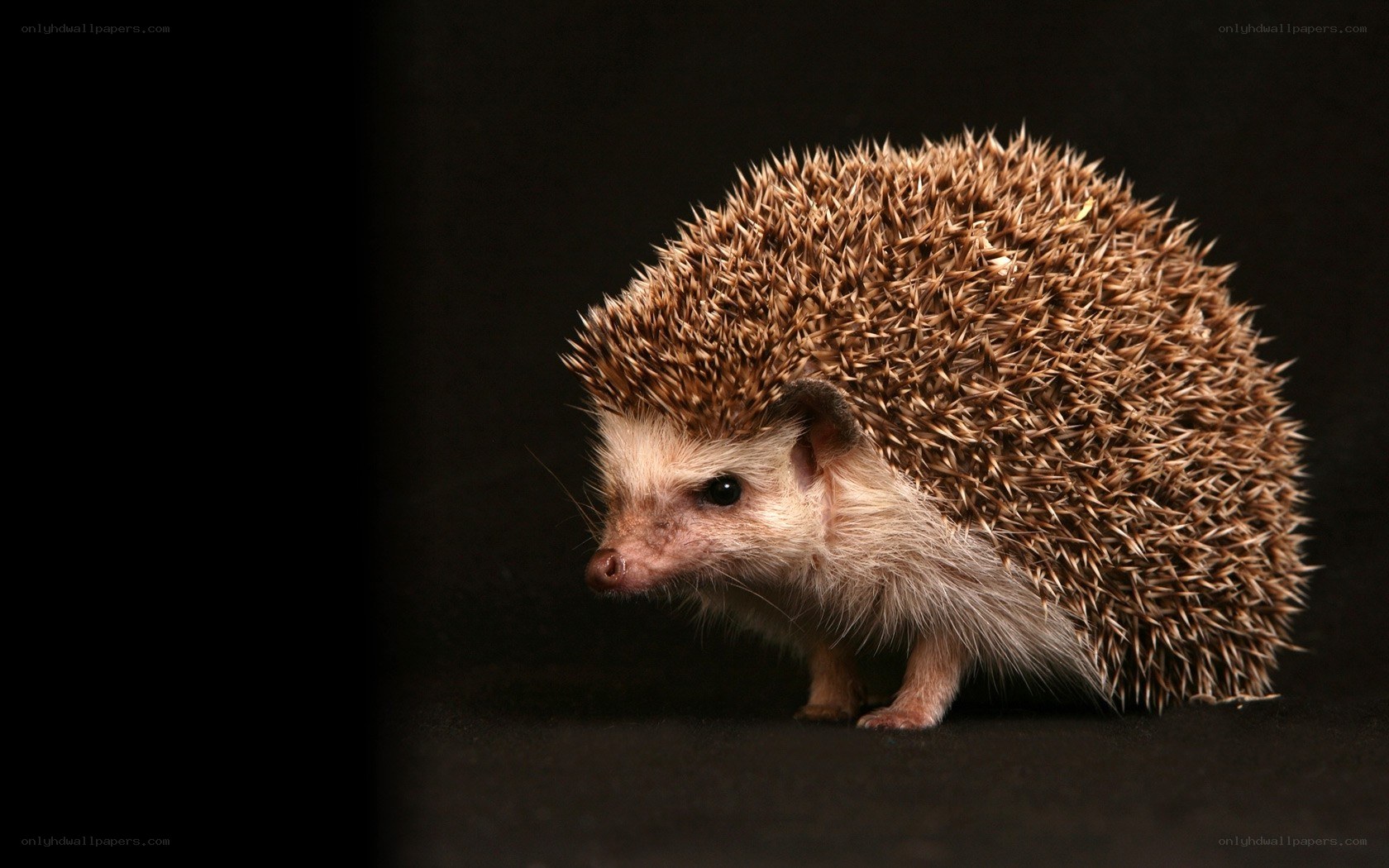hedgehog on dark background