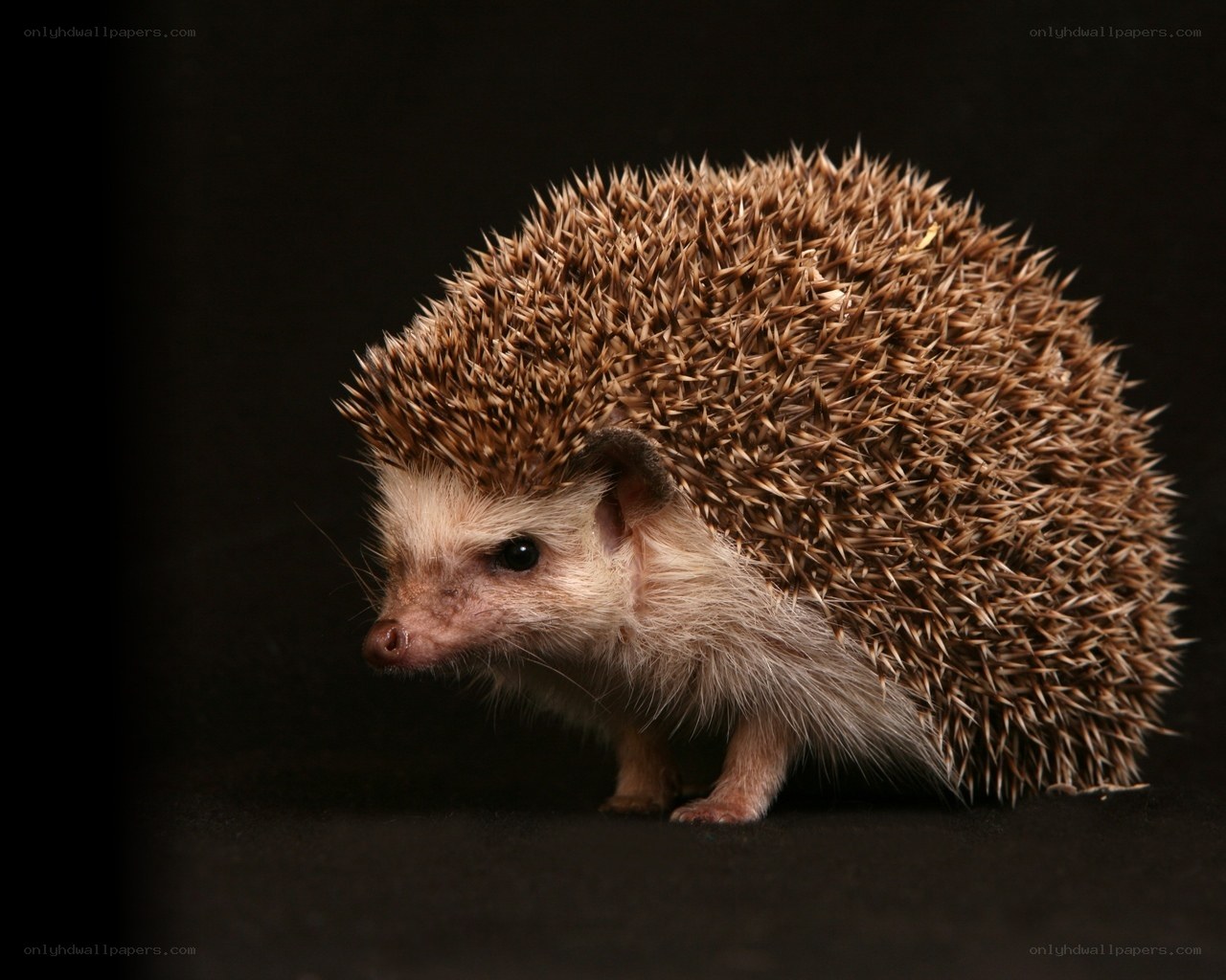 hedgehog on dark background