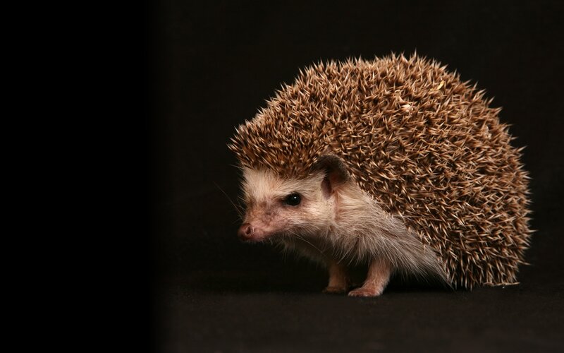 Hedgehog on Dark Surface