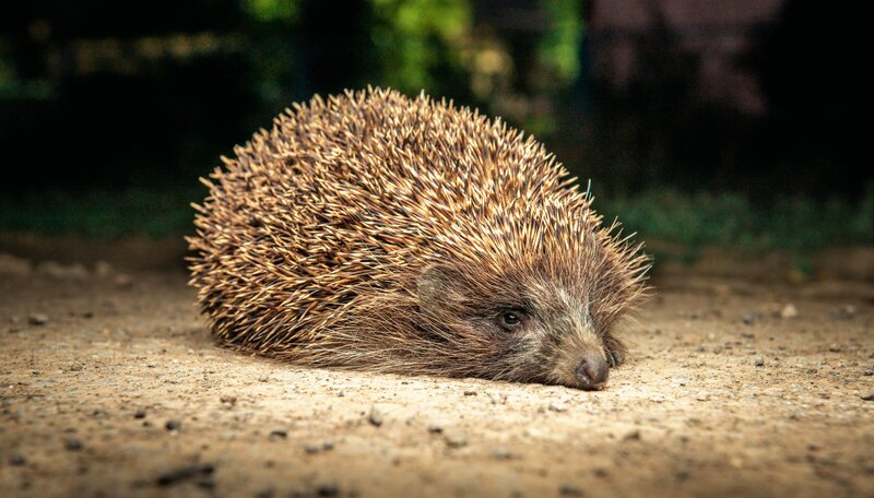Hedgehog on Dirt