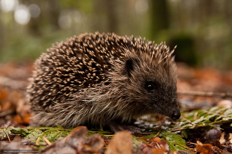 Hedgehog on Forest Floor