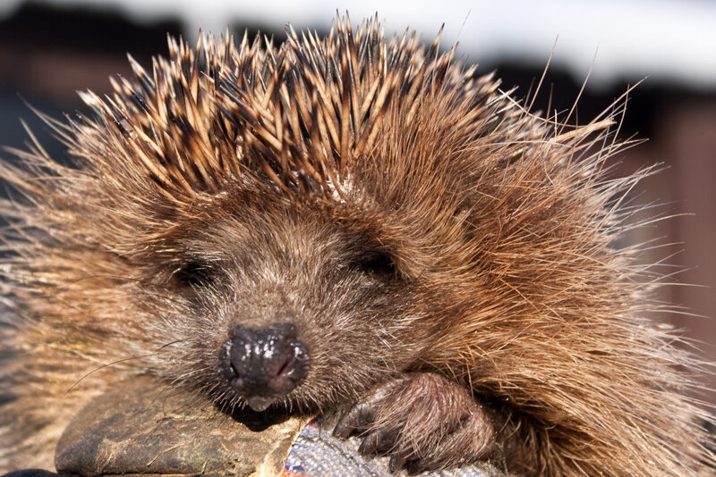 Hedgehog on Gloved Hand — Brown
