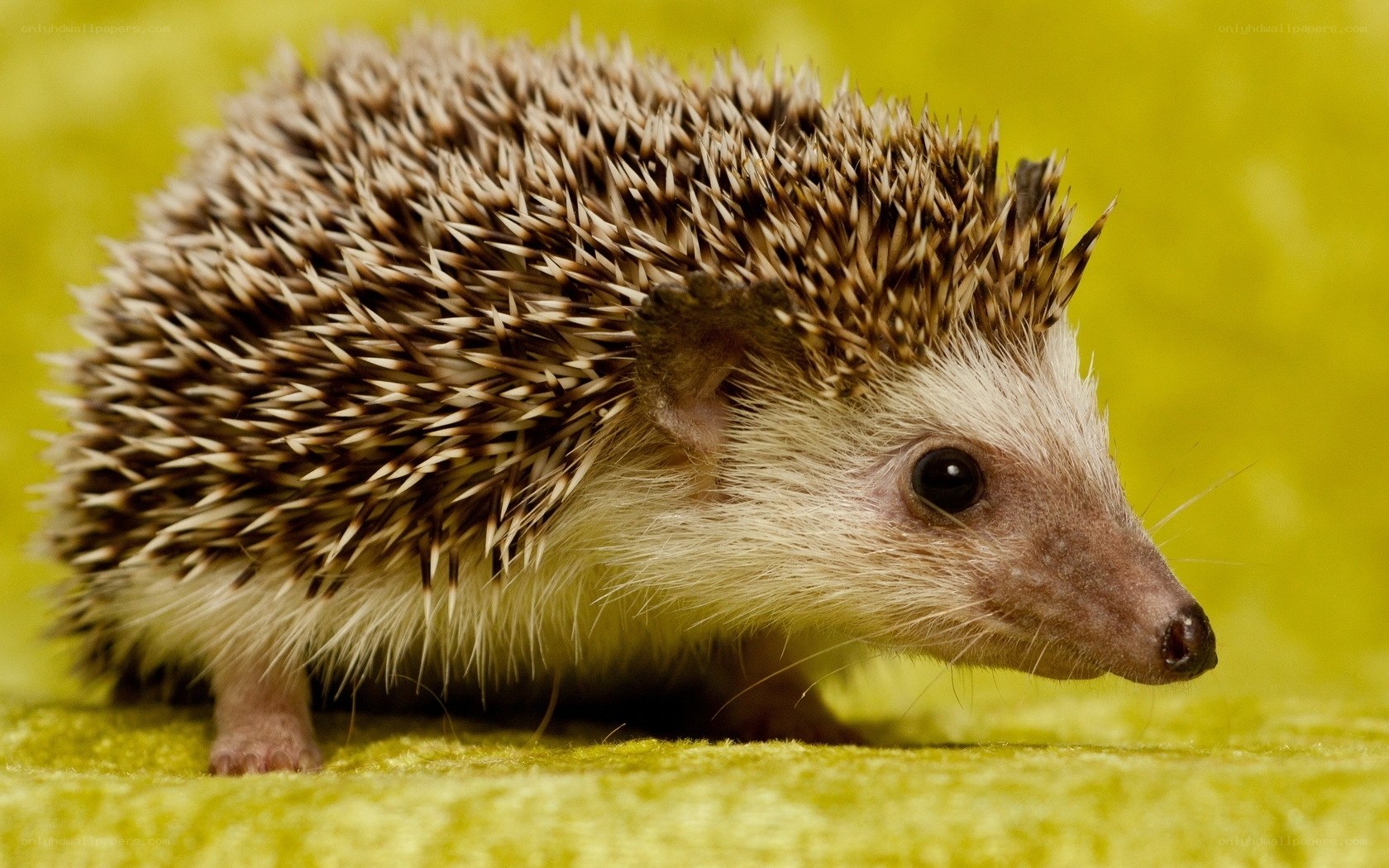 hedgehog on green fabric