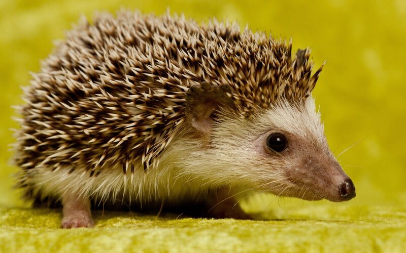 hedgehog on green surface