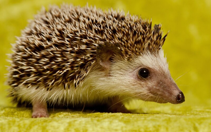 Hedgehog on Green Surface — Yellow, Calm, Photograph, Spines