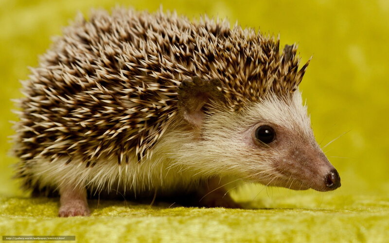 Hedgehog on Green Surface — Yellow, Calm, Photograph