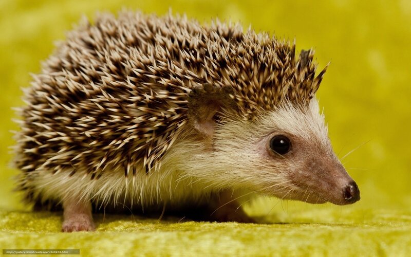 Hedgehog on Green Surface — Yellow, Calm