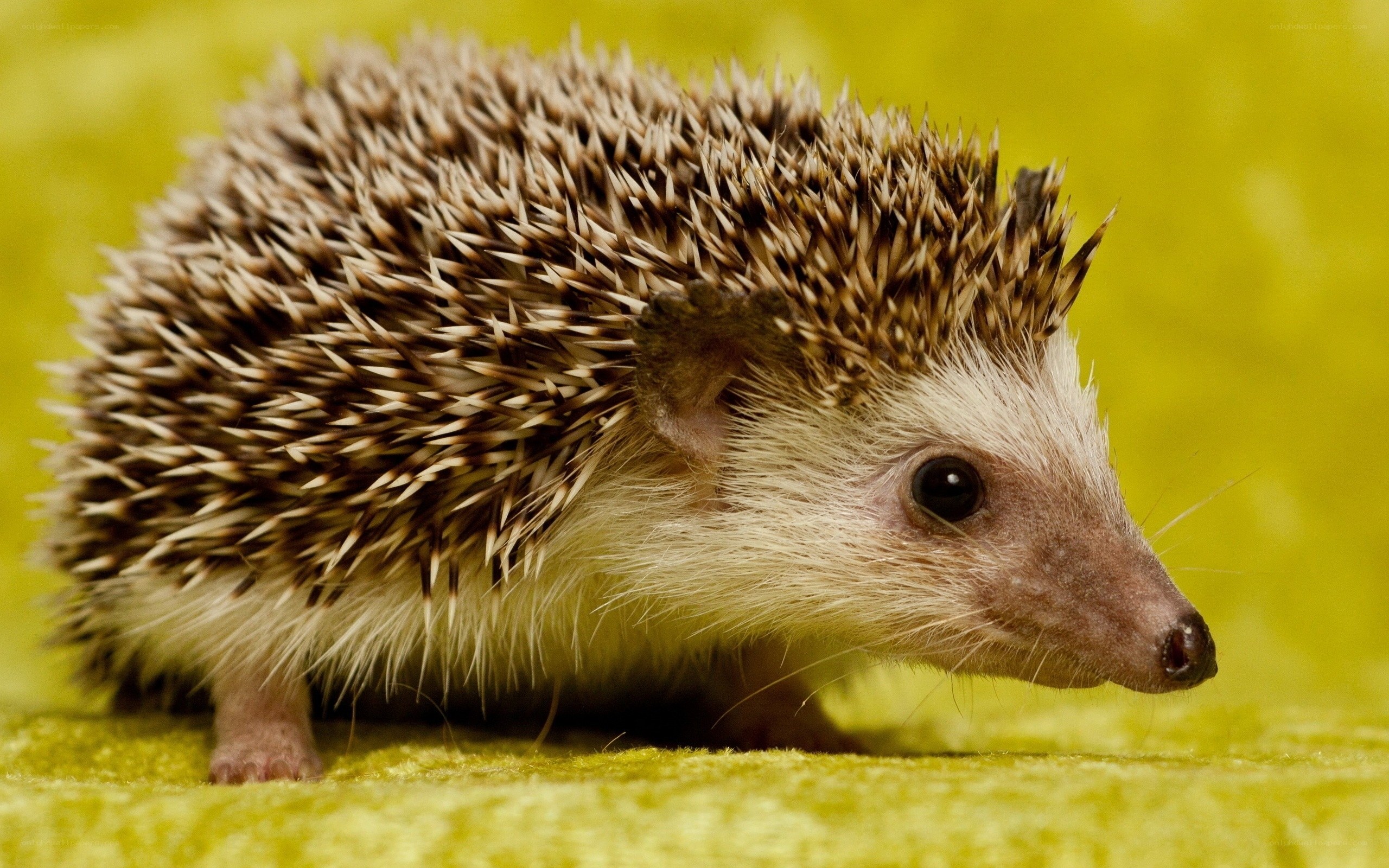 hedgehog on green surface