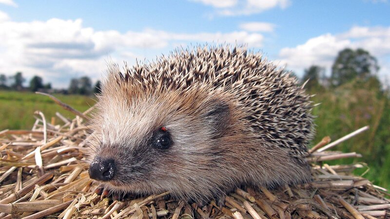 hedgehog on hay in field
