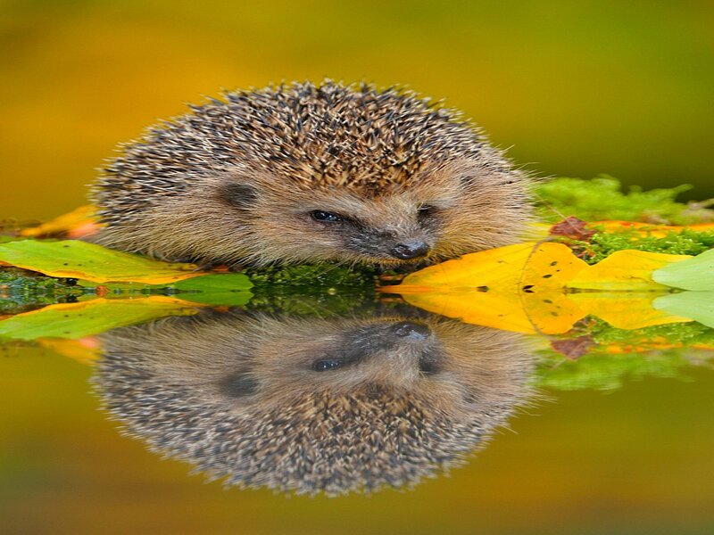 Hedgehog on Leaf
