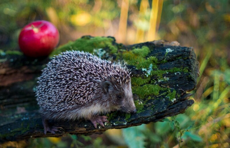 Hedgehog on Log — Green