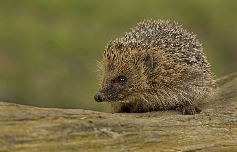 Hedgehog on Log