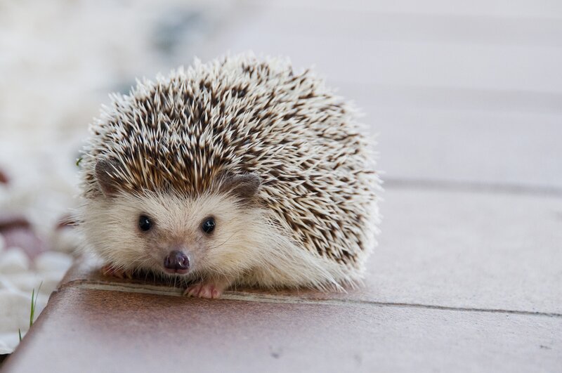 Hedgehog on Pavement — Brown
