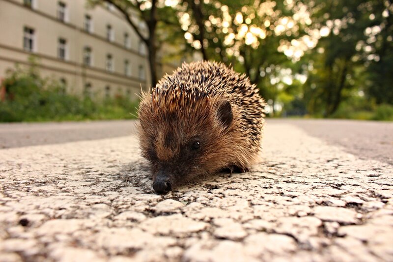 Hedgehog on Pavement