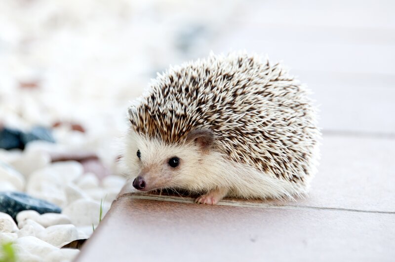 Hedgehog on Pavement — White
