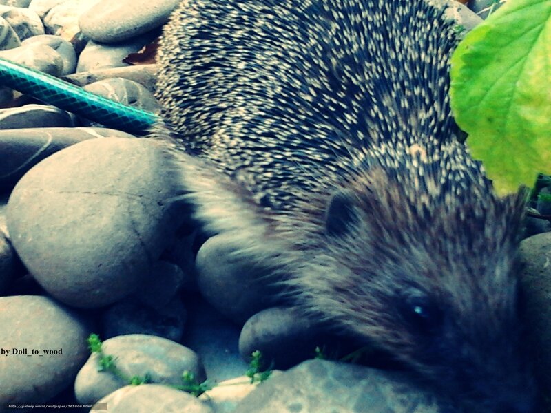 Hedgehog on pebbles