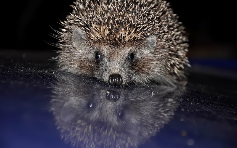 Hedgehog on reflective surface