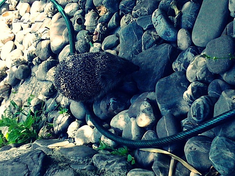 Hedgehog on rocky ground