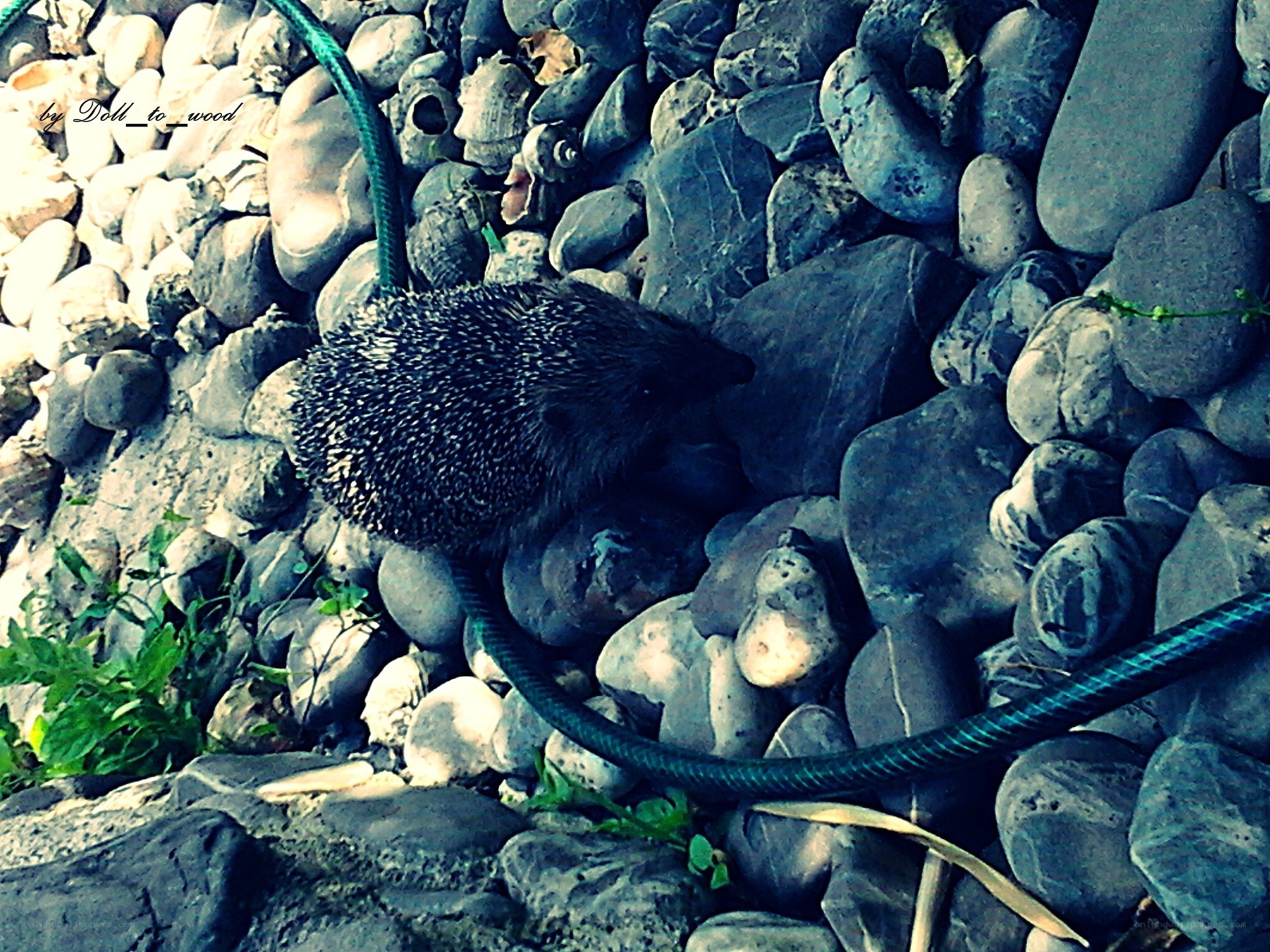 Hedgehog on rocky ground