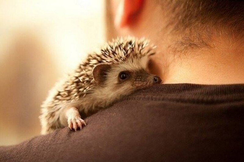 Hedgehog on Shoulder
