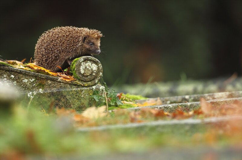 Hedgehog on Stone — Brown