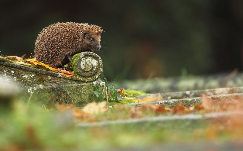 Hedgehog on Stone