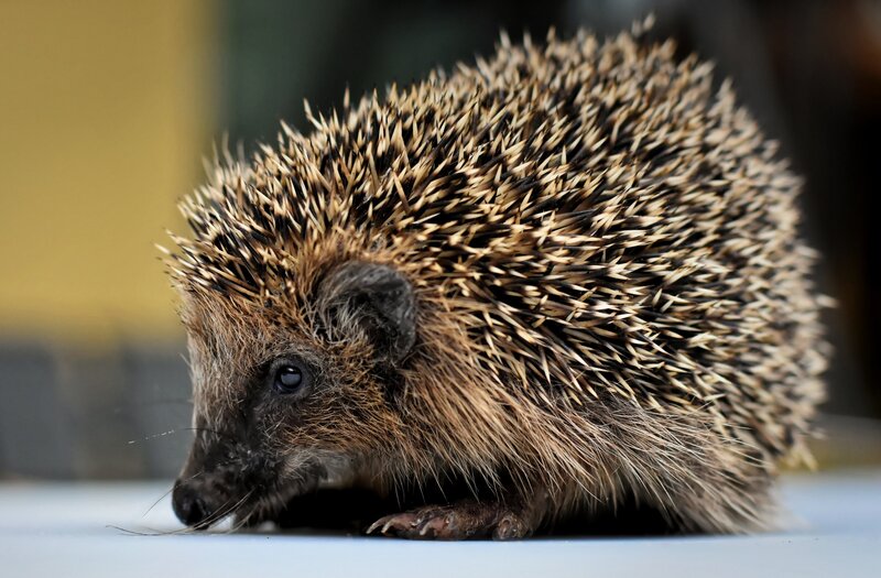 Hedgehog on Surface