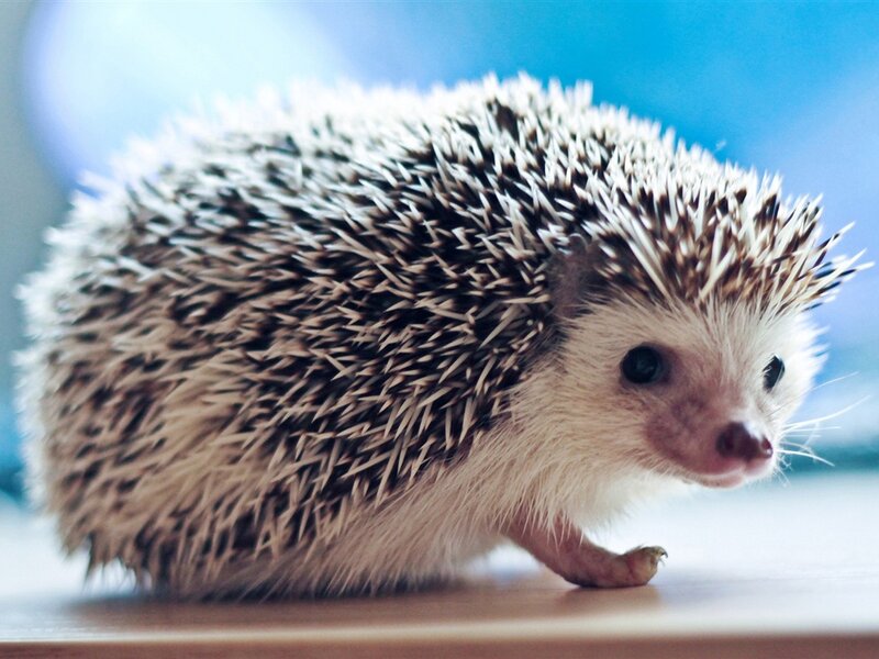 Hedgehog on Table