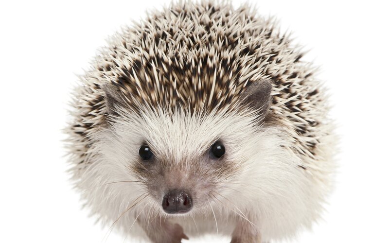 Hedgehog on White Background