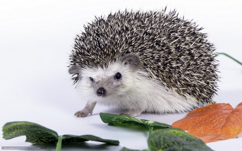 Hedgehog on White Surface
