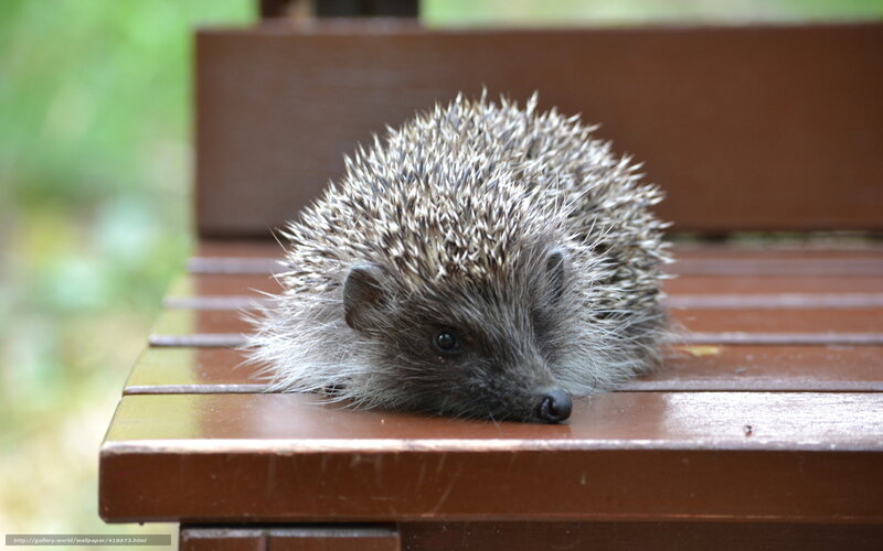 Hedgehog on Wooden Bench