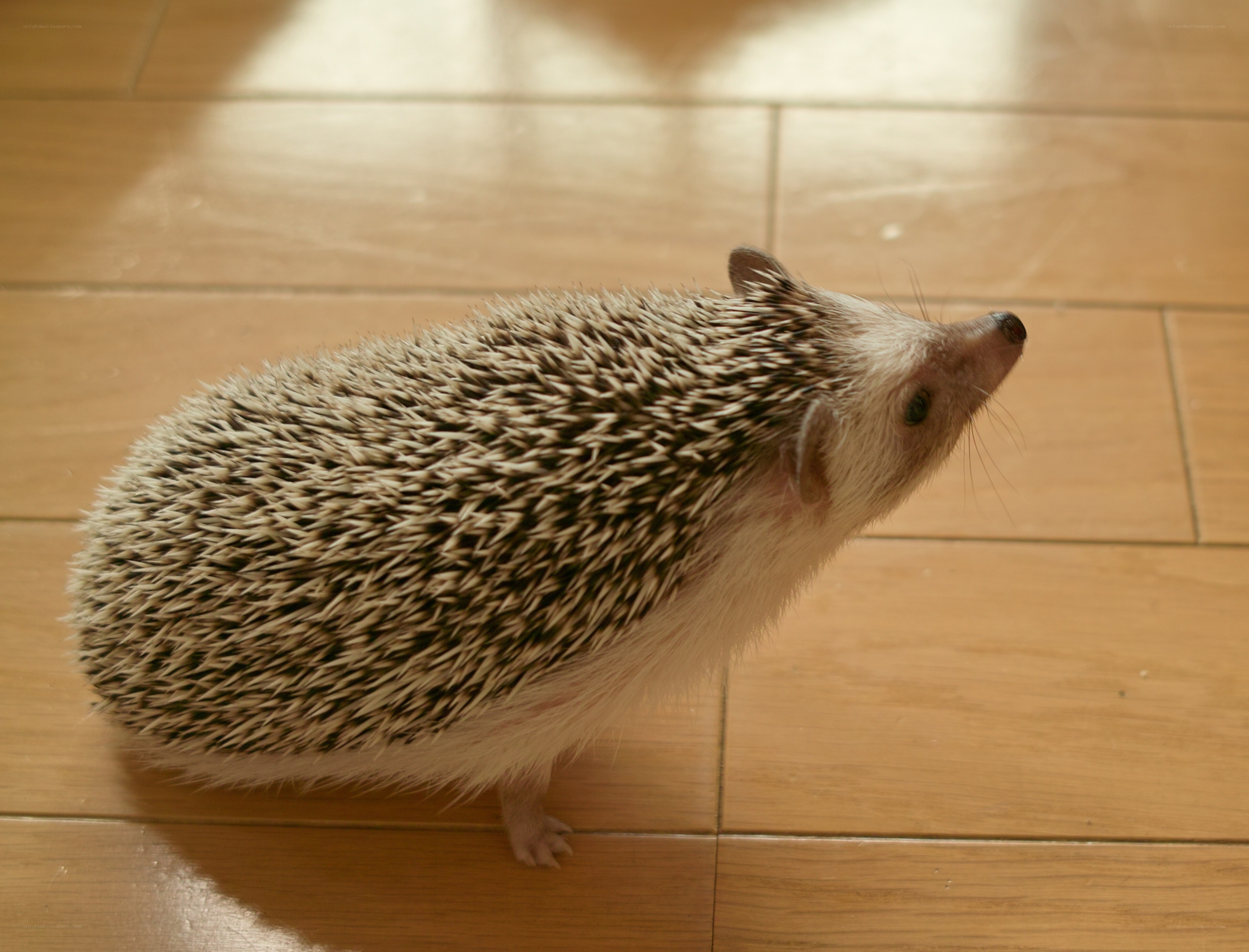 hedgehog on wooden floor