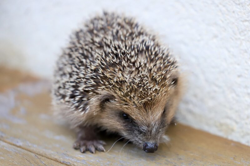 Hedgehog on Wooden Surface — Brown, Calm