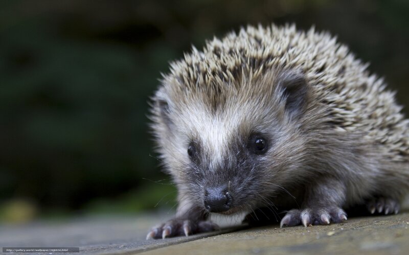 Hedgehog on Wooden Surface — Brown