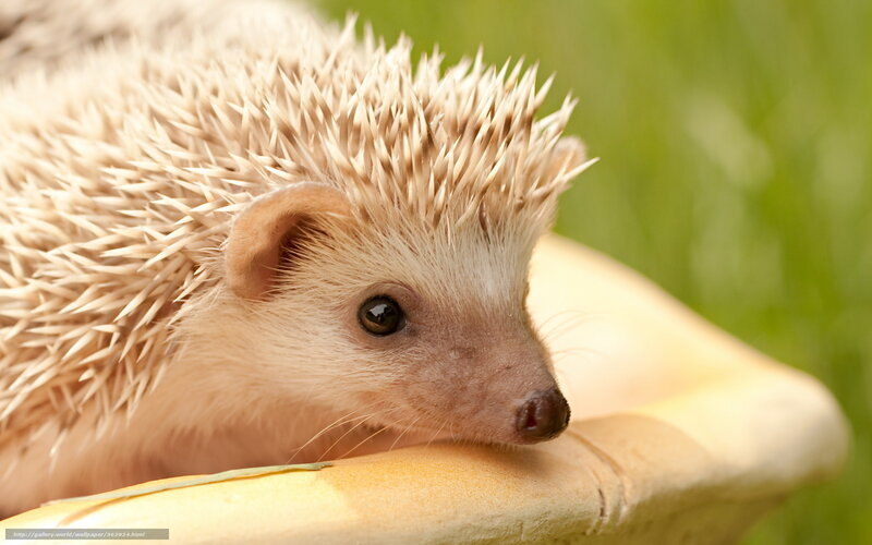 Hedgehog on Yellow Object — Beige