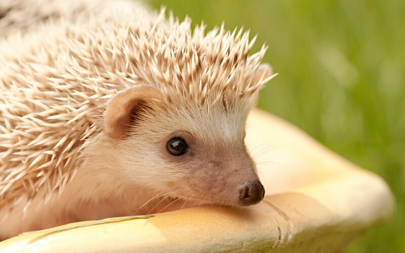 Hedgehog on Yellow Object