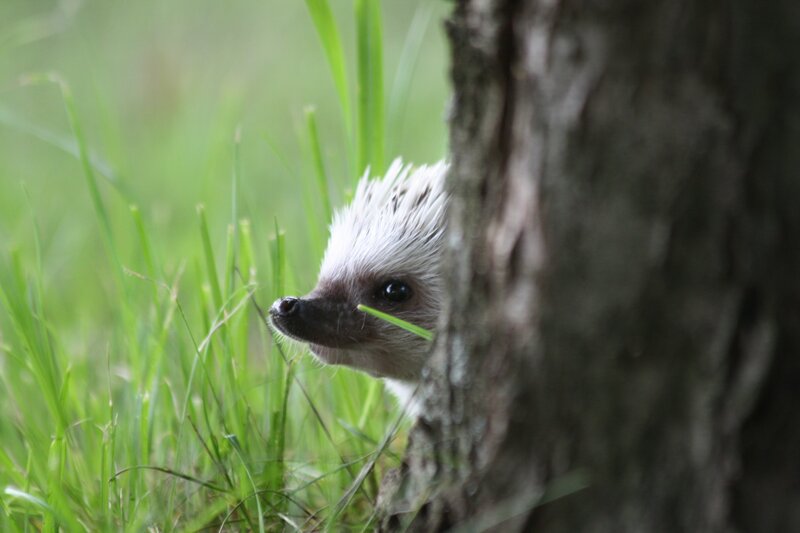 Hedgehog peeking from tree