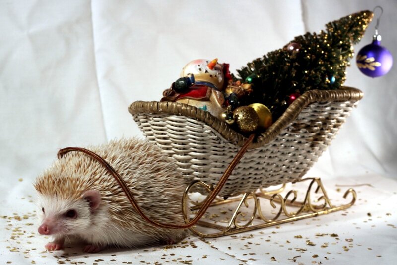 Hedgehog pulling a sleigh