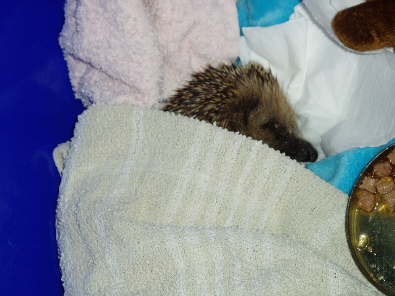 Hedgehog resting in blankets