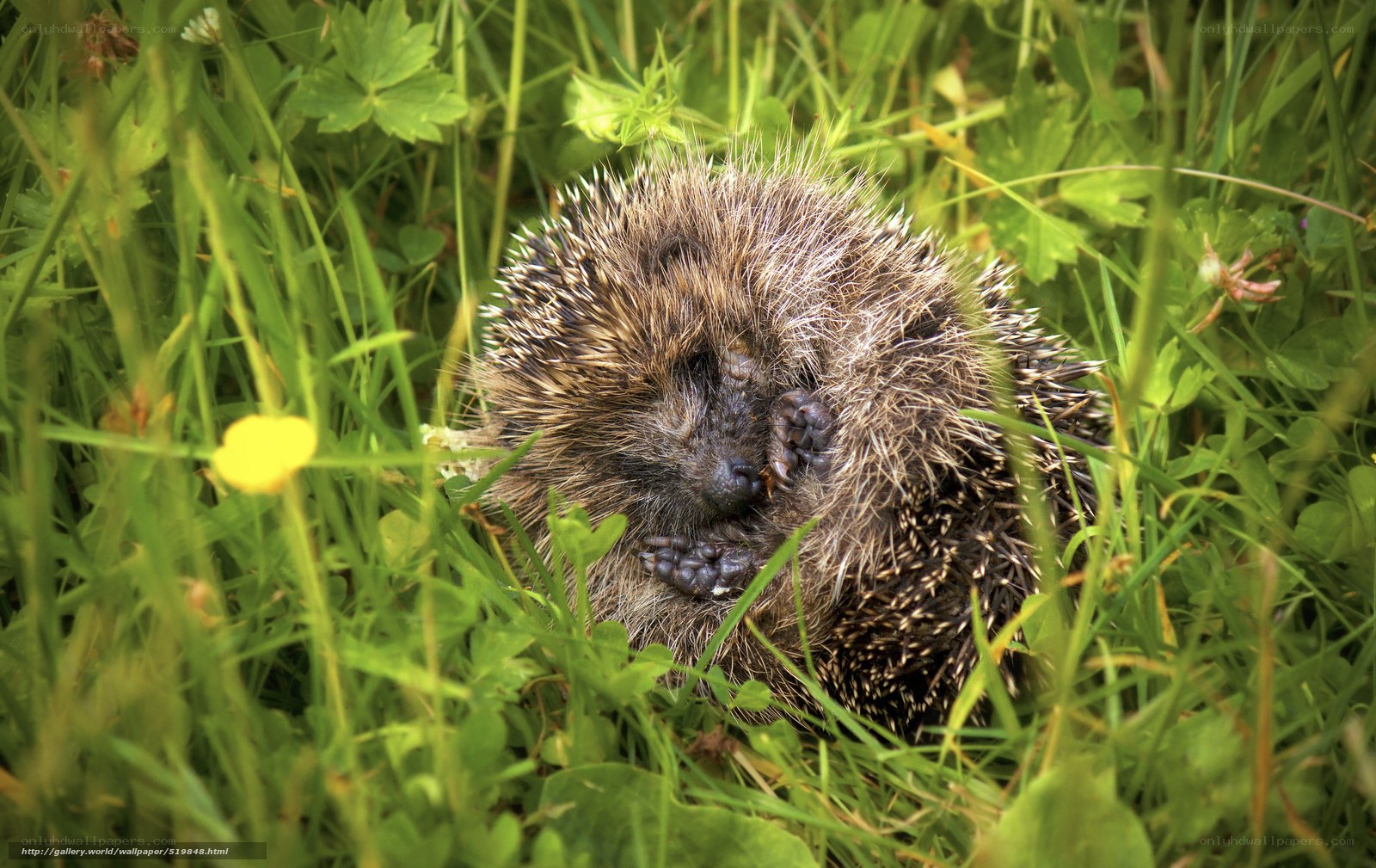 Hedgehog sleeping in grass