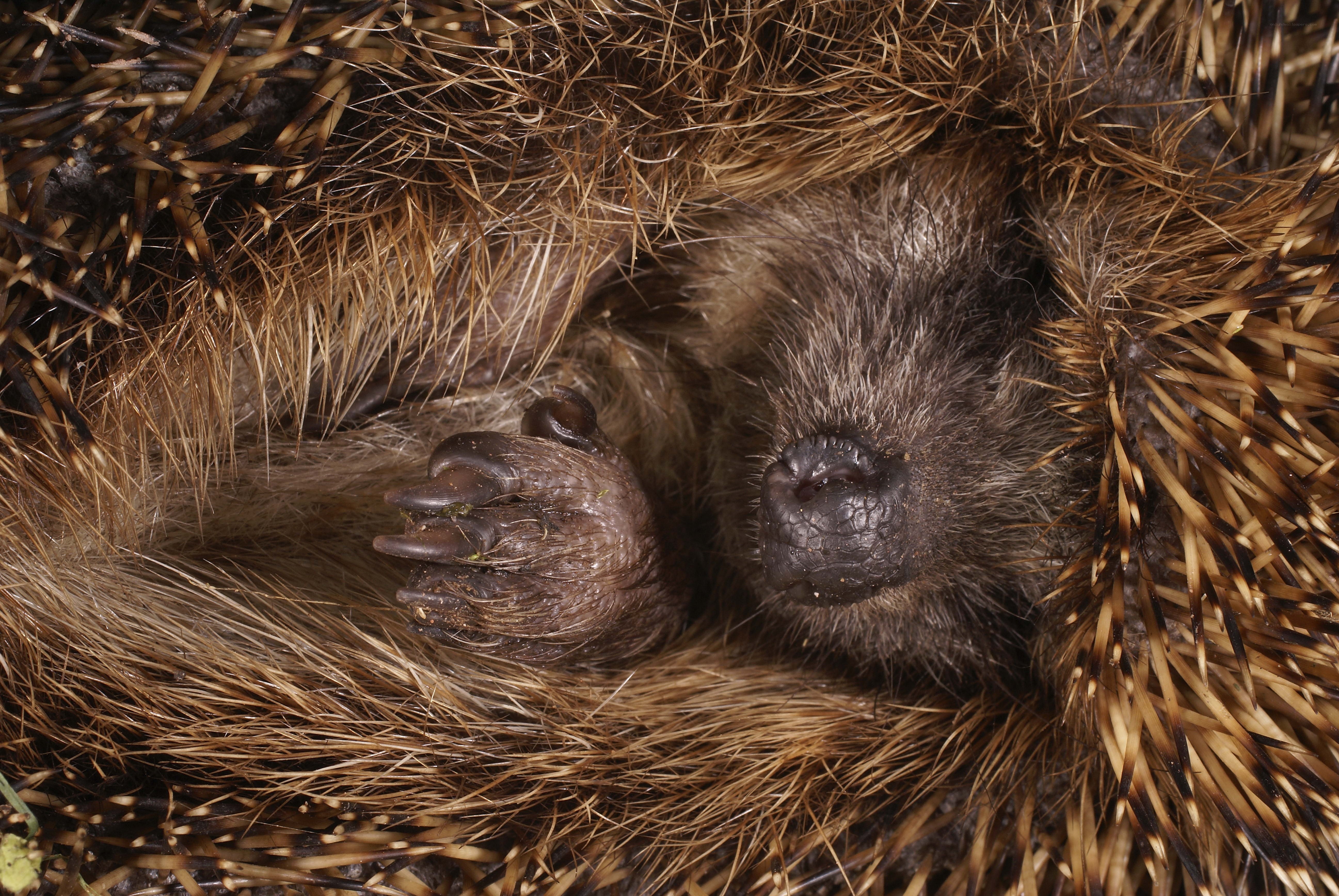 Hedgehog sleeping in nest