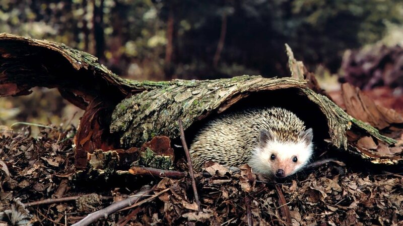 Hedgehog under a log